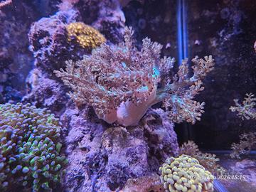 coralli acquario marino 