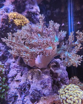 coralli acquario marino 