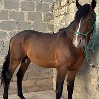 Stalloncino di 3anni e mezzo