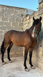 Stalloncino di 3anni e mezzo