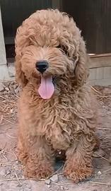 Cuccioli barboncino maschi