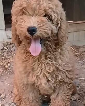 Cuccioli barboncino maschi