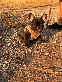 Bulldog francese