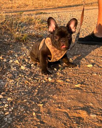 Bulldog francese