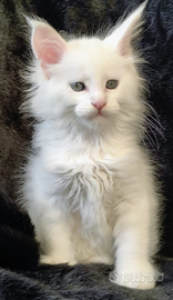 Cuccioli di maine coon