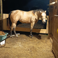 Cavalla quarter di 3 anni