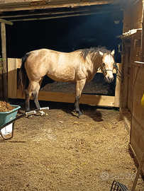 Cavalla quarter di 3 anni