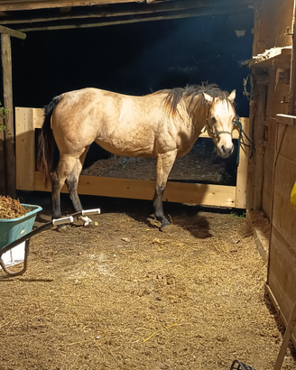 Cavalla quarter di 3 anni