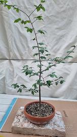 Pre bonsai olmo