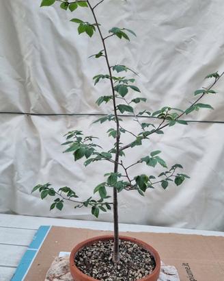 Pre bonsai olmo