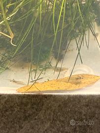 Palaemonetes Antennarius ( gamberetti )