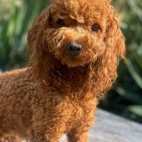 Barboncini nani adulti 1 rosso e 1 nero