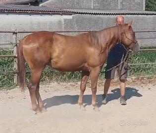 Quarter Horse pronto doma