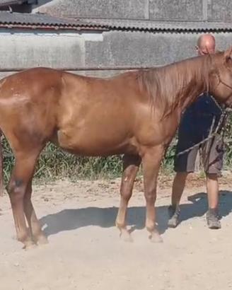 Quarter Horse pronto doma