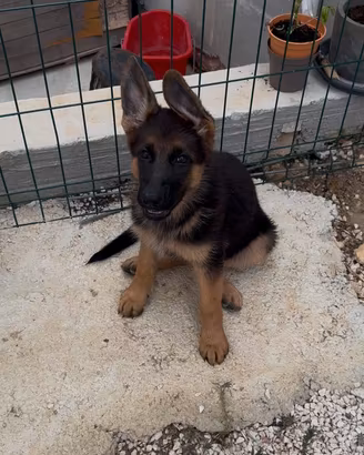 Pastore tedesco con pedigree enci
