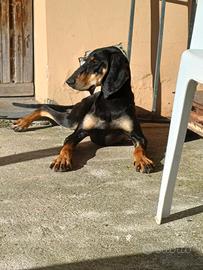 Cuccioli di segugio italiano