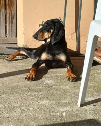 Cuccioli di segugio italiano