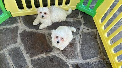 Cuccioli di Maltese