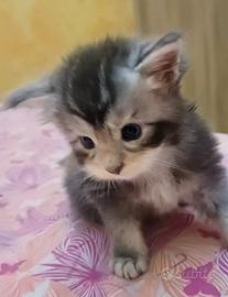 Maine coon cucciolo Blue silver tabby Bicolore