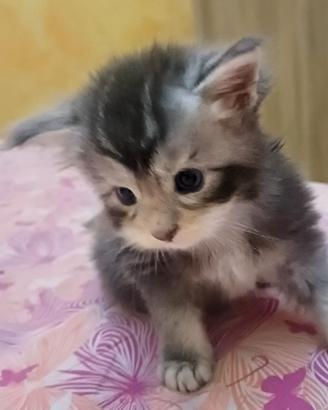 Maine coon cucciolo Blue silver tabby Bicolore