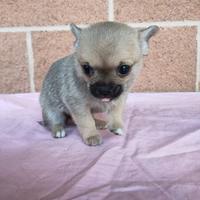 Cuccioli di chihuahua