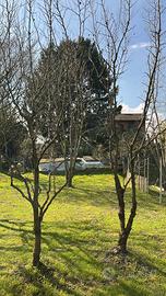 Albero dí Giuggiole
