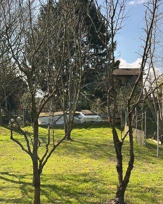 Albero dí Giuggiole