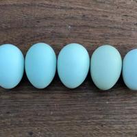 Araucana