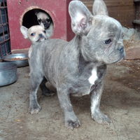 Vendo cane bulldog francese