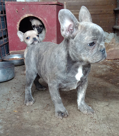 Vendo cane bulldog francese