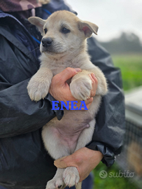 Cucciolo di tre mesi in canile