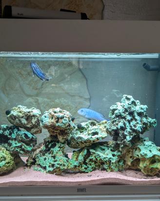 Acquario Juwel Rio 125 completo di allestimento
