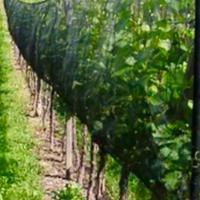 Rete antigrandine per vigneto