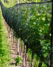 Rete antigrandine per vigneto