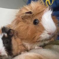 Due porcelline d'India