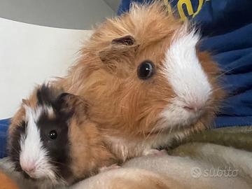 Due porcelline d'India