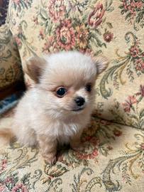 Chihuahua