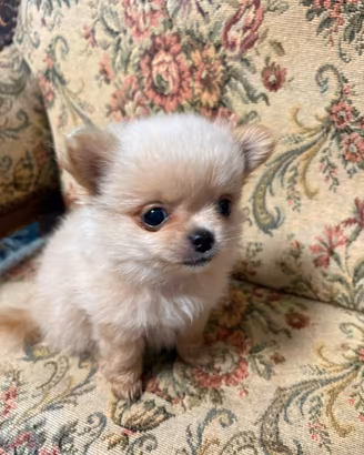 Chihuahua
