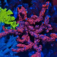 Corallo Montipora bubblegum
