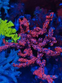 Corallo Montipora bubblegum