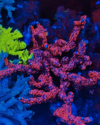 Corallo Montipora bubblegum