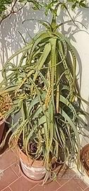 Pianta Aloe detta a candelabro