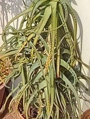 Pianta Aloe detta a candelabro