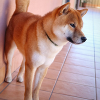 Shiba inu per accoppiamento
