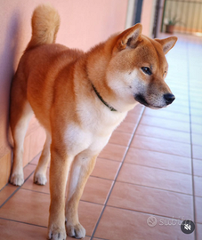 Shiba inu per accoppiamento