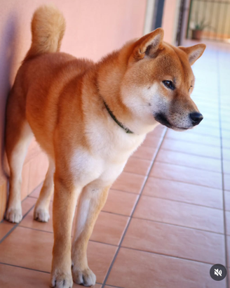 Shiba inu per accoppiamento