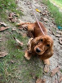 Cocker