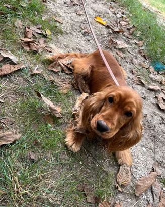Cocker