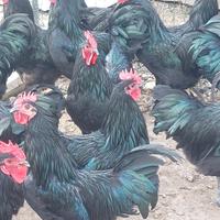 Galli Australorp