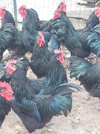 Galli Australorp